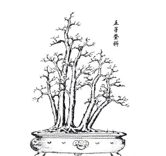 [转载]刘仲明大师手绘《岭南盆景百态图》_奶油_新浪博客