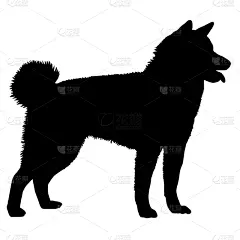 狗,秋田,可爱的,华丽的,纯种犬,肖像,哺乳纲,自然美,动物,剪影