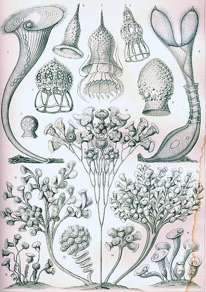 File:Haeckel Ciliata...