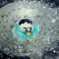 抖音马兆海鸥表情包有哪些-马兆海鸥表情包大全 - QT软件园