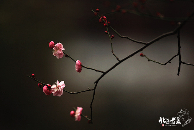 梅花吐艳暗香来