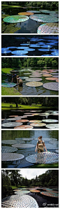 巨型睡莲。英国艺术家Bruce Munro用65000张废弃CD制做的巨型睡莲，当睡莲反射太阳光时，效果很棒