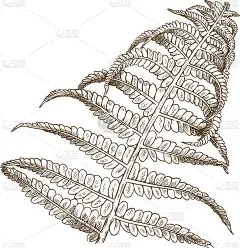 蕨类植物版画插图