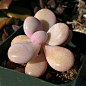 Graptopetalum amethystinum "lavender pebbles"