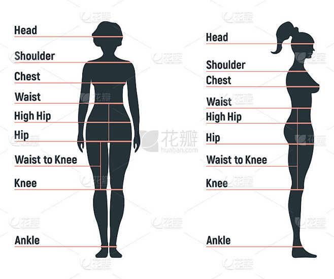 Female size chart anatomy human character, people