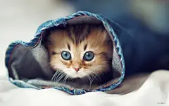 可爱顽皮的萌猫桌面高清壁纸桌面壁纸2