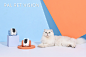 宠物产品宠物用品之猫咪智能陪伴机器人摄影产品摄影珀珀宠影 - 原创作品 -  
