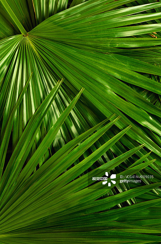 Palm Fronds