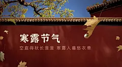 寒露节气祝福红墙枫叶实景横版广告banner