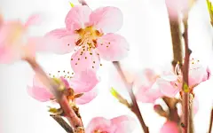 唯美花朵摄影桌面壁纸 (1/12) - 花卉 - 壁纸 - 50图片网 #壁纸# #小清新# #摄影师#