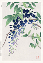 Wisteria from Shodo Kawarazaki Spring Flower Japanese Woodblock Prints