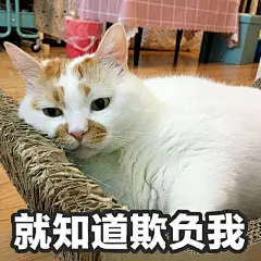 求这个猫的图_表情包吧_百度贴吧