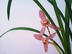 春剑 新津胭脂_看图_兰花吧_百度贴吧