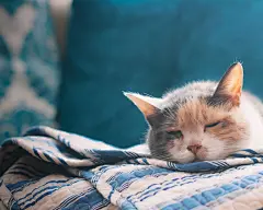 高清小萌猫桌面壁纸-高清-搜狗图片