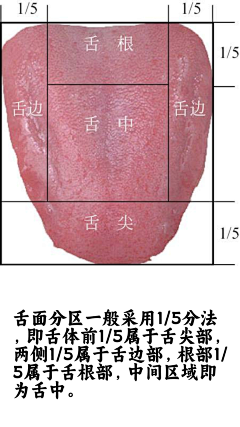 阿宅学医记采集到舌诊图