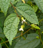 Helicteres elongata - Flowers - Click to enlarge!