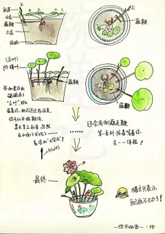 碗莲种子和藕的种植技术（值得收藏） - 水培植物/水生植物 浴花谷论坛