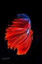 1)Tail of betta fish .