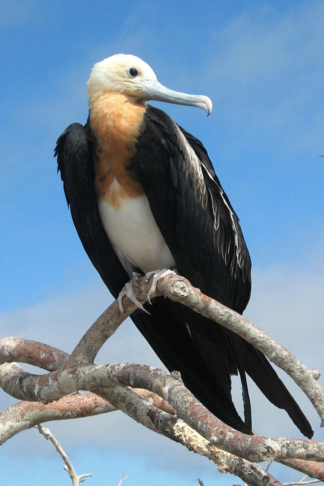 鲣鸟目军舰鸟科军舰鸟属黑腹军舰鸟