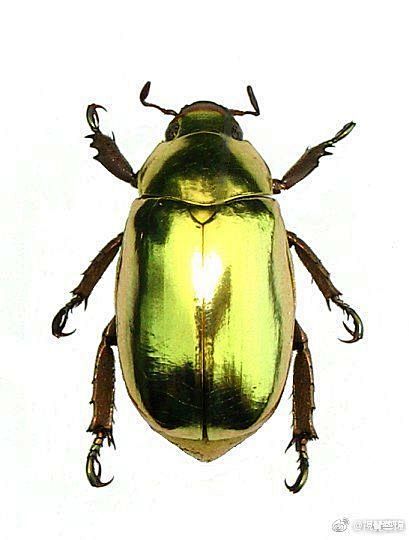 丽金龟隶属于鞘翅目（Coleoptera...