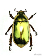 丽金龟隶属于鞘翅目（Coleoptera）金龟科（Scarabaeidae）丽金龟亚科（Rutelinae）。 全世界已知 4000 余种 ​​​​