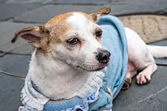 点击来源直接获取大图文件 |jack russell terrier dog