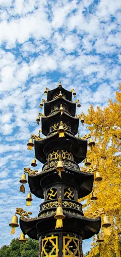 【絮状高积云，银杏叶】无锡，甘露寺
天气真好