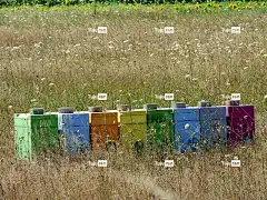 蜂箱 蜜蜂 蜂蜜 自然 养蜂业 花卉背景 花粉 野生 花壁纸
