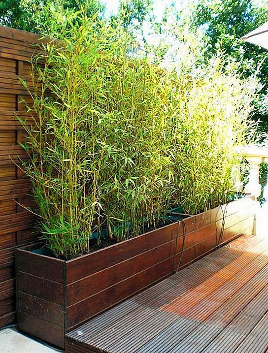 花园竹子合集：竹子在中式庭院中美翻了，靠...