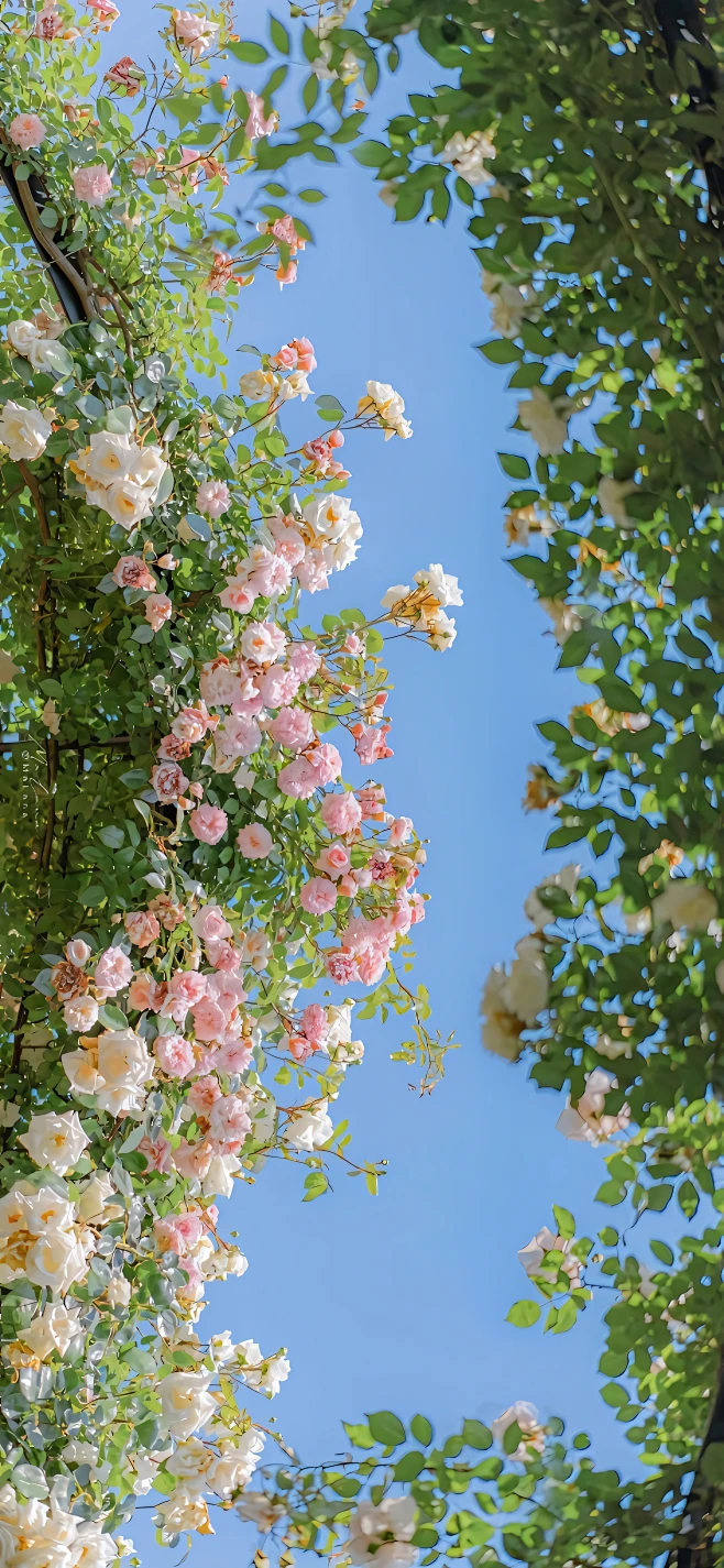 花瓣灵感详情页-花瓣网