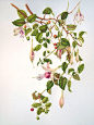 botanical illustration by milly acharya: 