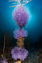 Purple tunicates  golfo (11) by sea zoom, via Flickr