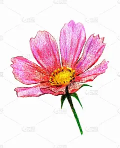 雏菊水彩画素描