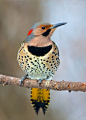 Northern Flicker - great bird to draw in colored pencils