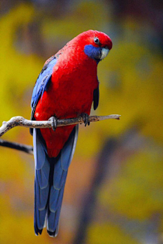 鹦鹉-花瓣网|陪你做生活的设计师 | 度贴吧