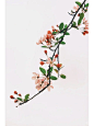 花枝 - 小红书搜索