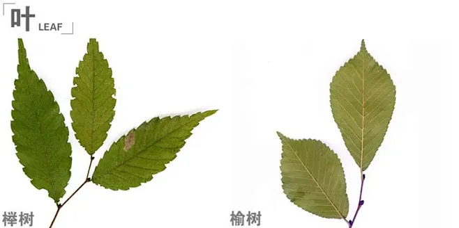 榉树、榆树-花瓣网