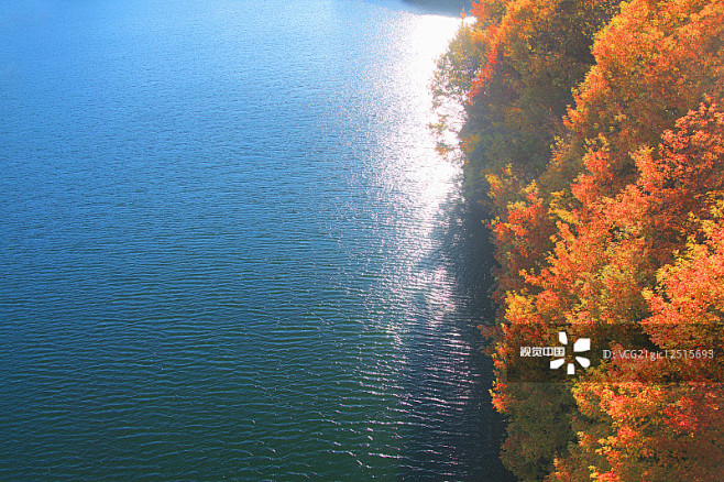 Lakeside maple trees...