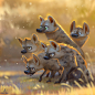Hyena Gang, Lynn Chen : I got very inspired by Sam Nassour's Fennic fox image, https://www.artstation.com/artwork/N3OwP
This was my attempt to study the lighting. :P 
The hyena gang!