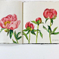 peony
화려한 외모와는 달리 꽃말은 '수줍음'...무엇?
.
.
Khadi paper 150gsm rough
#오늘도카디에작약그림