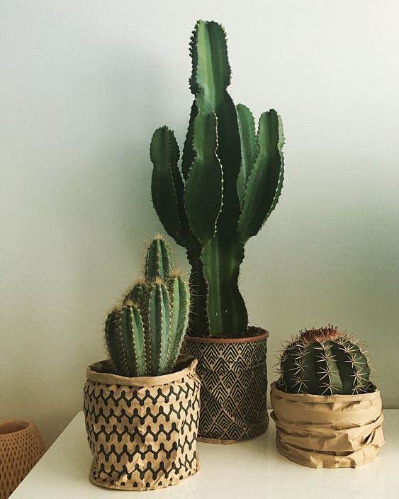 Love my cactuses #ed...