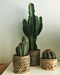 Love my cactuses #edelcactus