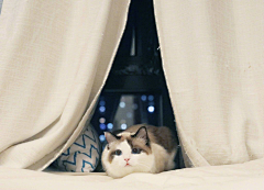 愿君采集到猫