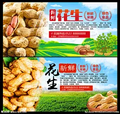 花生 新鲜花生 美味花生 花生海报 花生展板 花生采摘 花生上市 花生批发 花生背景 花生背景板 花生挂画 花生展架 花生熟了 长生果 泥豆 番豆 花生米 干果 干货 炒货 农产品 花生广告 五香花生 花生图片 炒花生 黑花生 椒盐花生 龙岩花生 黑衣花生 花生粗粮 花生豆 花生仁 花生酱 花生单页 设计 广告设计 广告设计 300DPI PSD