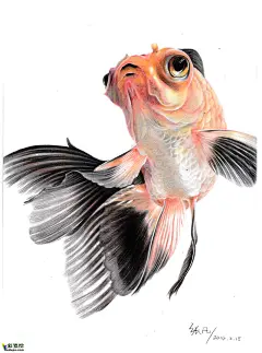 金鱼-彩铅画欣赏-bbs.caibihui.com#彩铅画#
