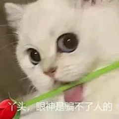 猫咪表情包
丫头，眼神是骗不了人的