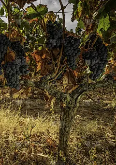 近距离观看一串葡萄在葡萄树上与绿色的叶子在一个秋天的一天-图像