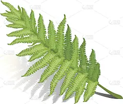 蕨类植物的叶子