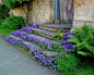 Stone steps and lovely flowers...