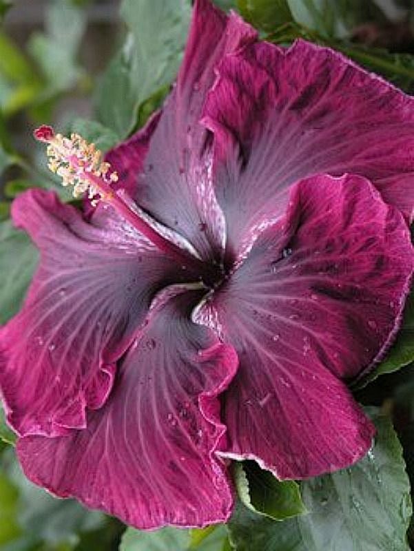 Cajun Hibiscus 'Blac...